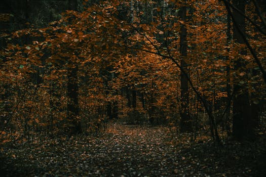 Discover the tranquil beauty of an autumn forest with vibrant leaves creating a natural canopy.