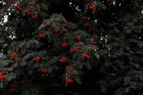 Rode Bloemblaadjes Bloemen In Bloei