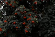 一棵花楸树在深色树叶间结满鲜红的浆果，呈现出一种情绪化而富有氛围的形象