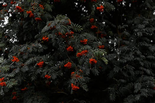 一棵花楸树在深色树叶间结满鲜红的浆果，呈现出一种情绪化而富有氛围的形象