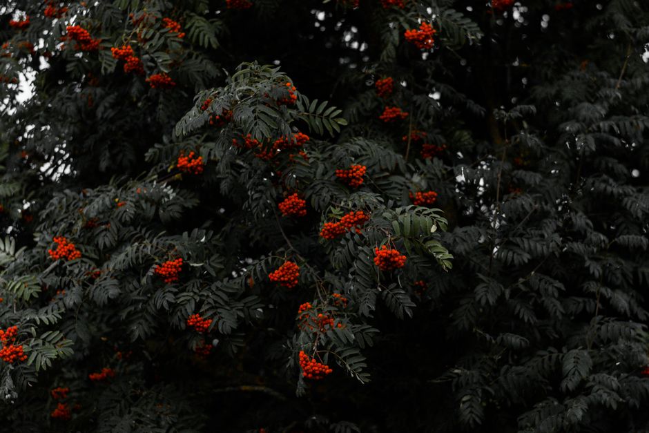 A moody and atmospheric image of a rowan tree bearing vibrant red berries against dark foliage.