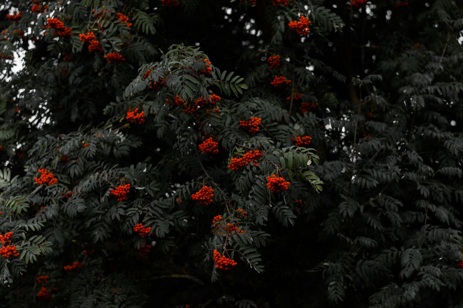 A moody and atmospheric image of a rowan tree bearing vibrant red berries against dark foliage.