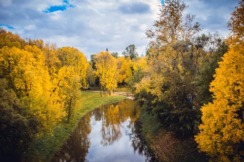 Free River Surrounded By Trees Stock Photo