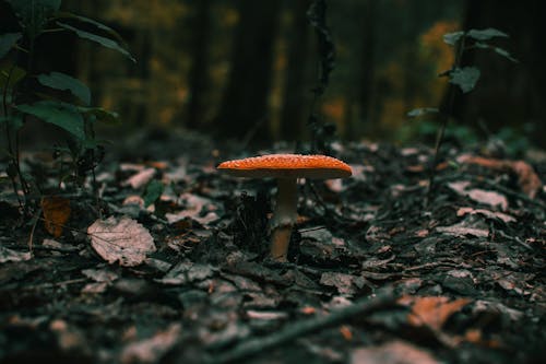 Free Mushroom On Ground Stock Photo