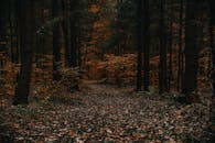 在秋意正浓时，探索一条铺满落叶的静谧林间小路，非常适合悠闲地散步赏景