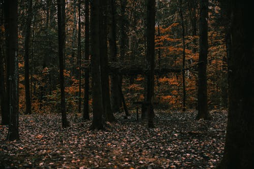 Základová fotografie zdarma na téma les, padání, podzim