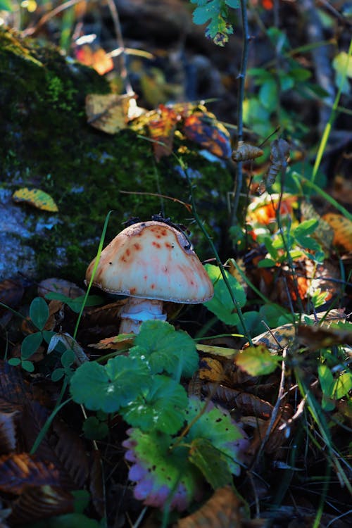 Photos gratuites de champignon vénéneux, fermer, fungus