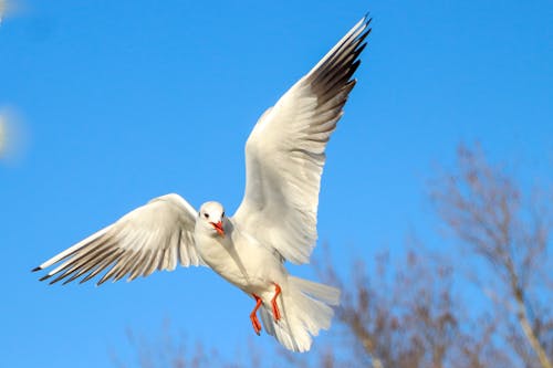 Close Up Photo of White Bird Flying