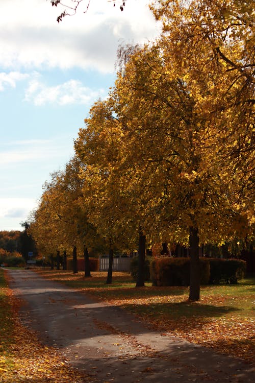 Autumn Trees in the Park