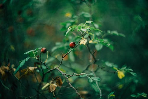 Fruit and Leaves on Branch