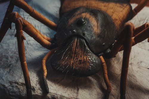 Безкоштовне стокове фото на тему «екстремальний закри, комаха, павук»