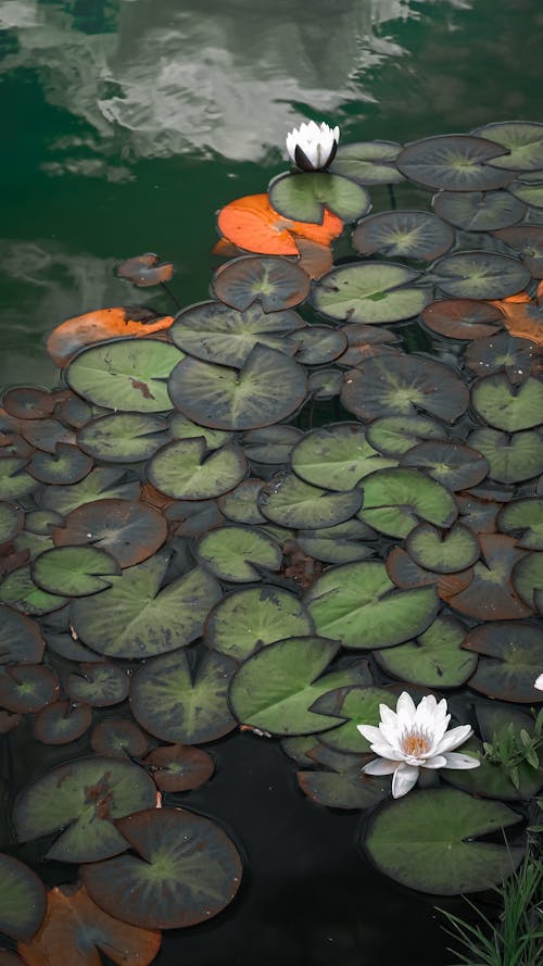 White Lotus Flowers and Waterlilies Floating on the Water