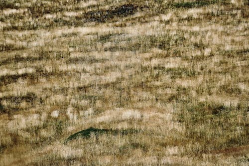 Fotobanka s bezplatnými fotkami na tému dno, hracie pole, lúka