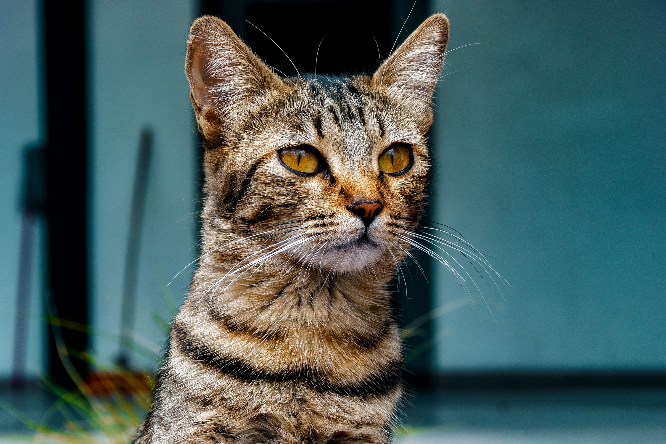 Portrait of Tabby Cat · Free Stock Photo