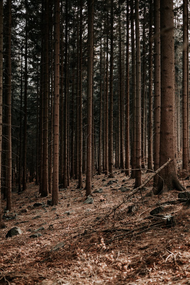 Photo Of Trees In The Woods