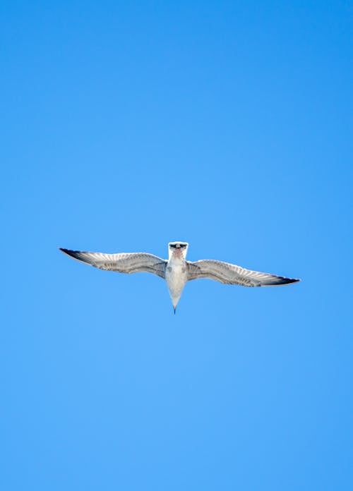 Gratis Immagine gratuita di ali, cielo azzurro, piumaggio Foto a disposizione