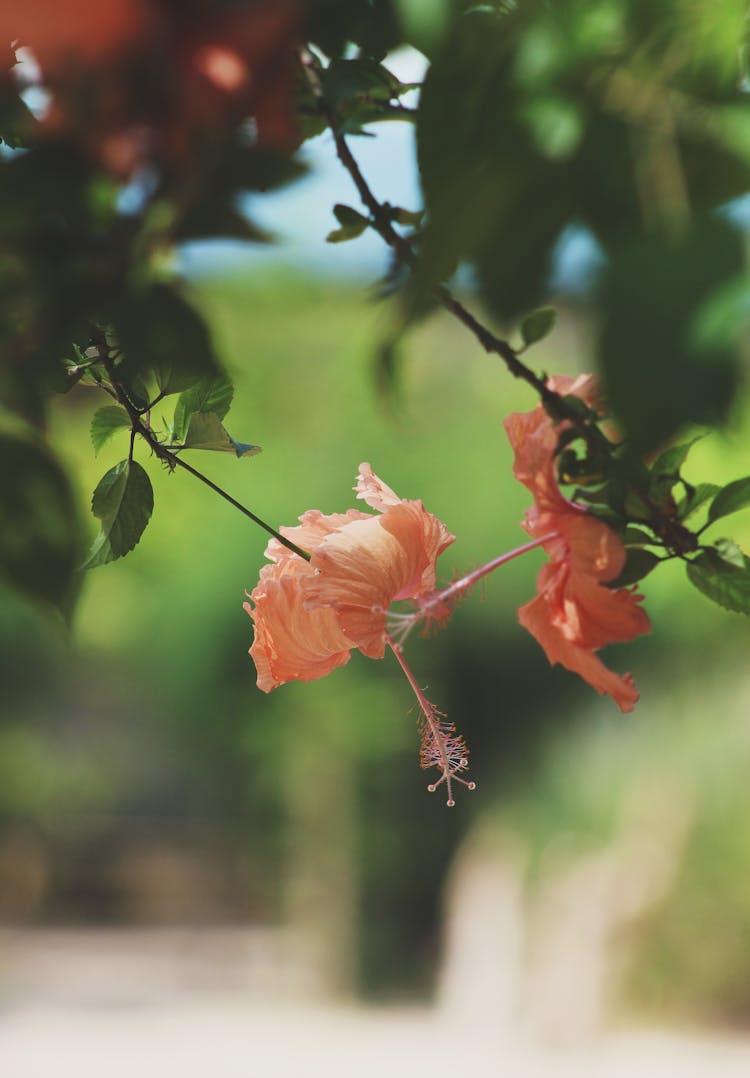 Hibiscus Flowers In Bloom