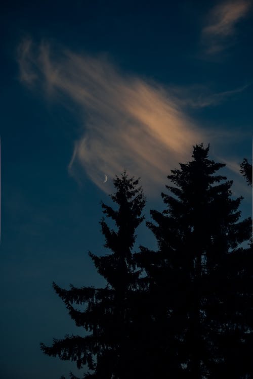 Crescent Moon over a Tree in a Night Sky 