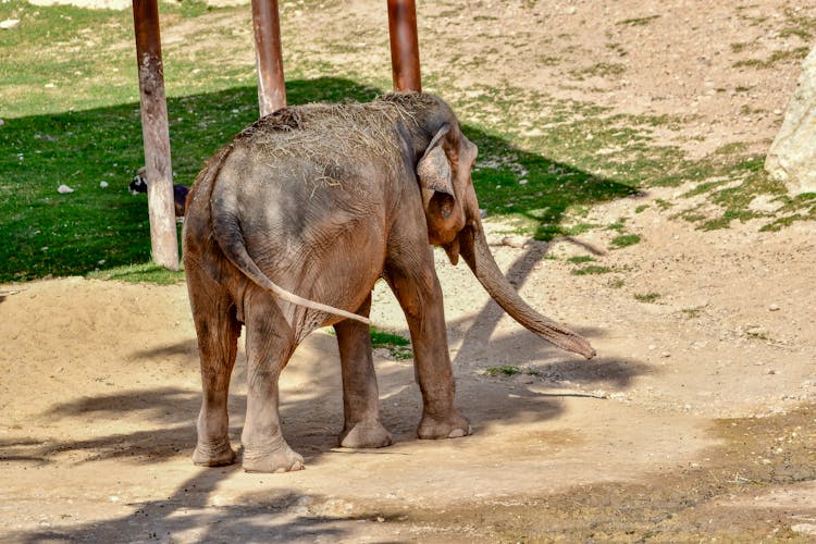 Elephant Calf Standing On Sand