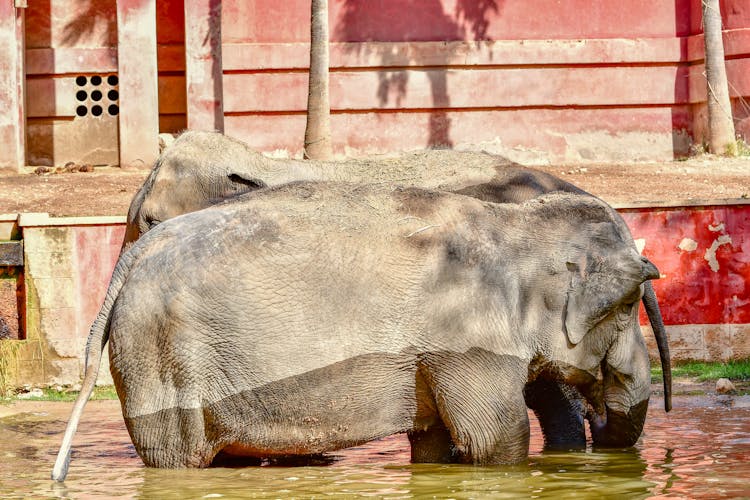 Elephants Bathing In River