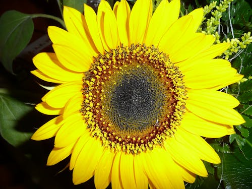 Yellow Sunflower in Close Up Photography