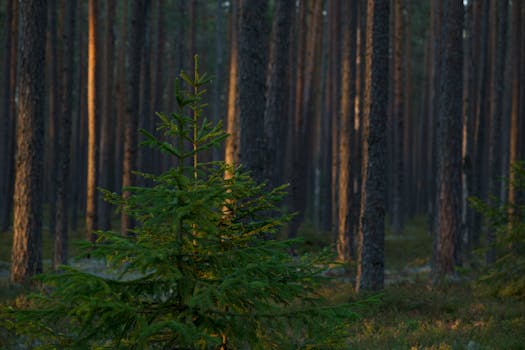 Tranquil and peaceful pine forest scene at dusk with gentle sunlight filtering through trees.