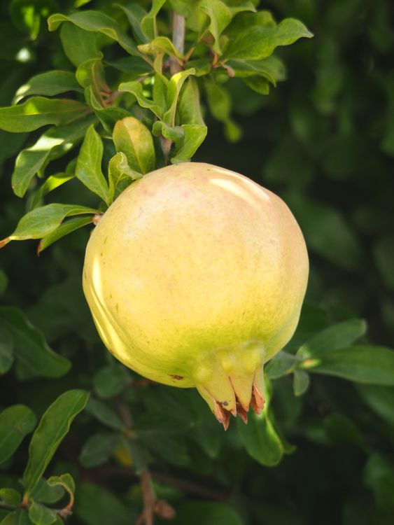 Green Fruit on Tree · Free Stock Photo