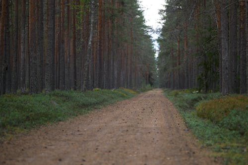 Gratuit Photos gratuites de arbres, bois, chemin de terre Photos