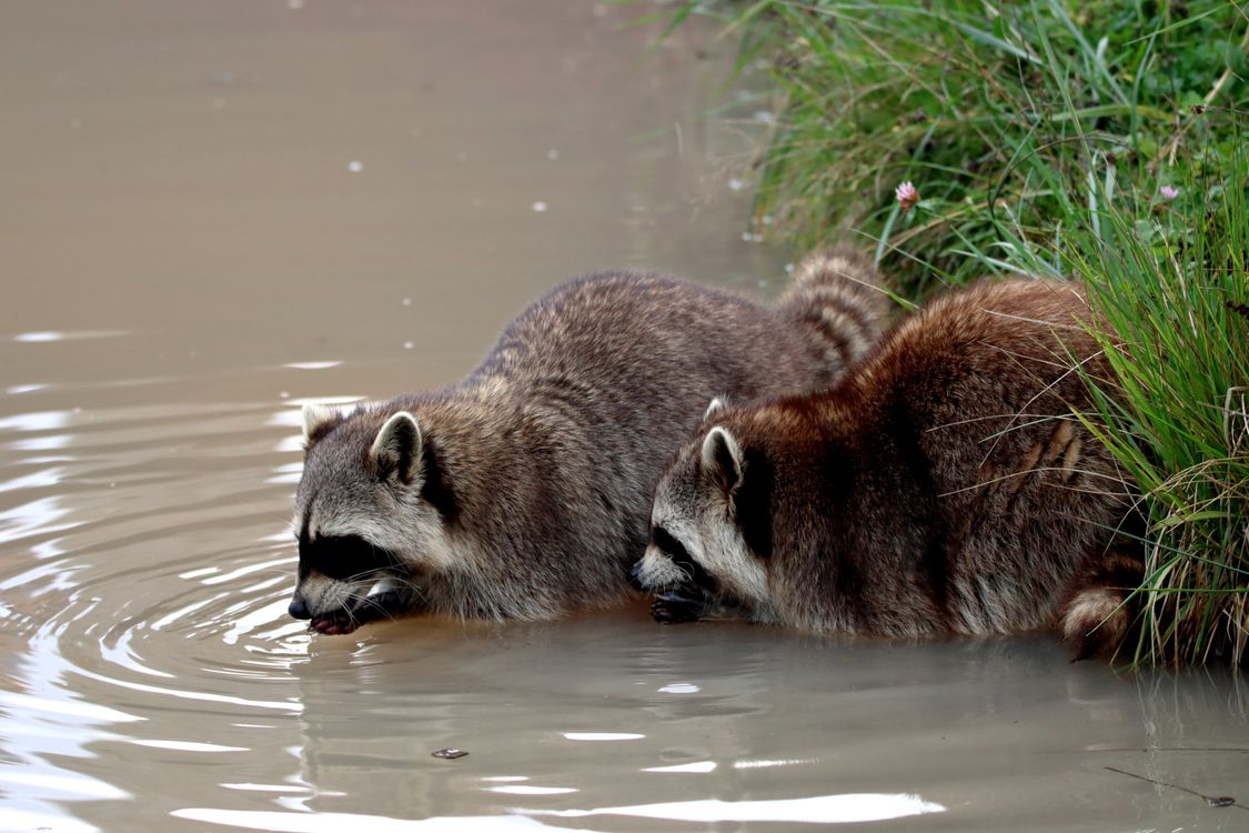 Raccoons Drinking Water Free Stock Photo raccoons-drinking-water-free-stock-photo