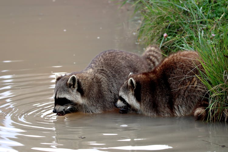 Raccoons Drinking Water 