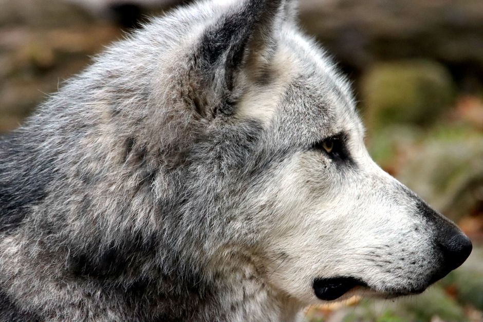 Captivating side profile of a grey wolf in its natural habitat, highlighting wild beauty.
