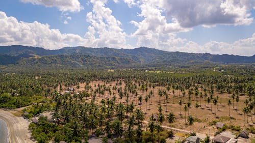 Бесплатное стоковое фото с горизонт, долина, кокосовые пальмы
