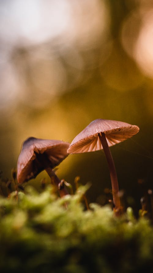 Gratis stockfoto met champignons, detailopname, fungus