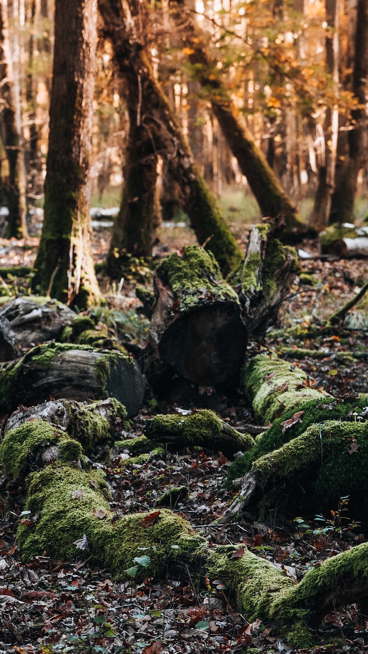 Tree Logs In Moss In Forest