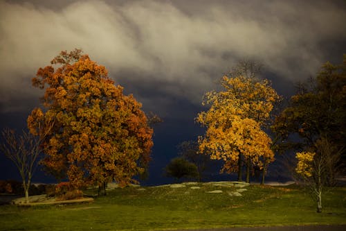 Бесплатное стоковое фото с деревья, осень, падать