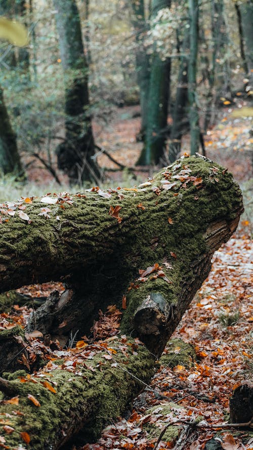 Fallen Leaves on Tree Log in Woods