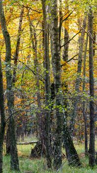 Explore a serene forest landscape with vibrant autumn colors and tall trees, ideal for nature lovers.