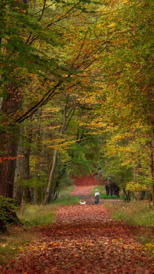 Photos gratuites de automne, bois, chemin de terre