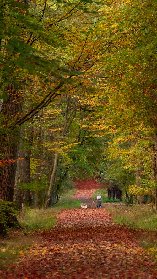 Fotobanka s bezplatnými fotkami na tému cestička, exteriéry, jeseň