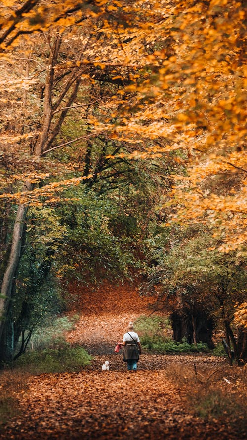 Foto stok gratis alam, daun musim gugur, di luar rumah