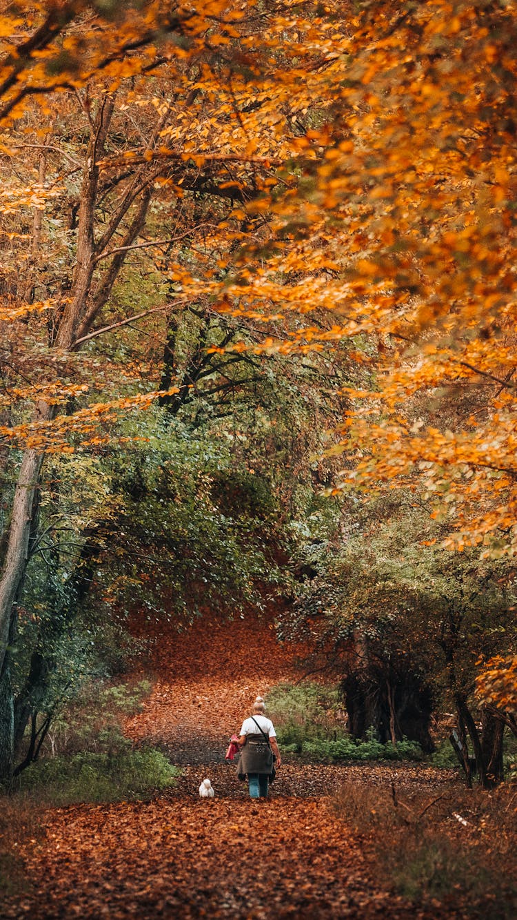 Senior Woman Walking Dog In Park In Autumn