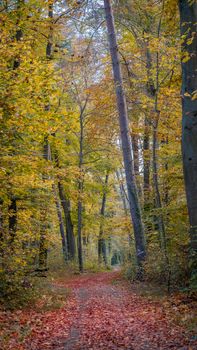 A serene autumn woodland trail lined with vibrant golden foliage, capturing the essence of fall.
