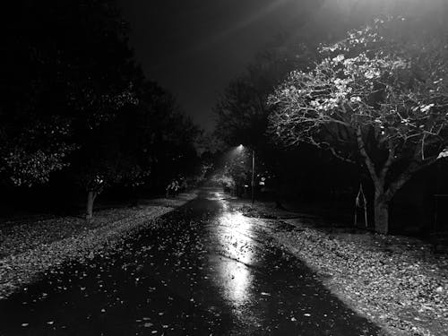 Photos gratuites de automne, jour de pluie, noir et blanc