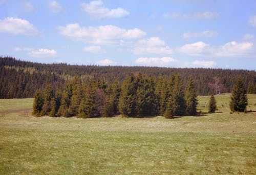 Scenic Landscape with Trees 