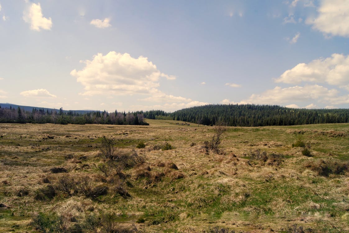 Photos gratuites de arbres, campagne, champ d'herbe