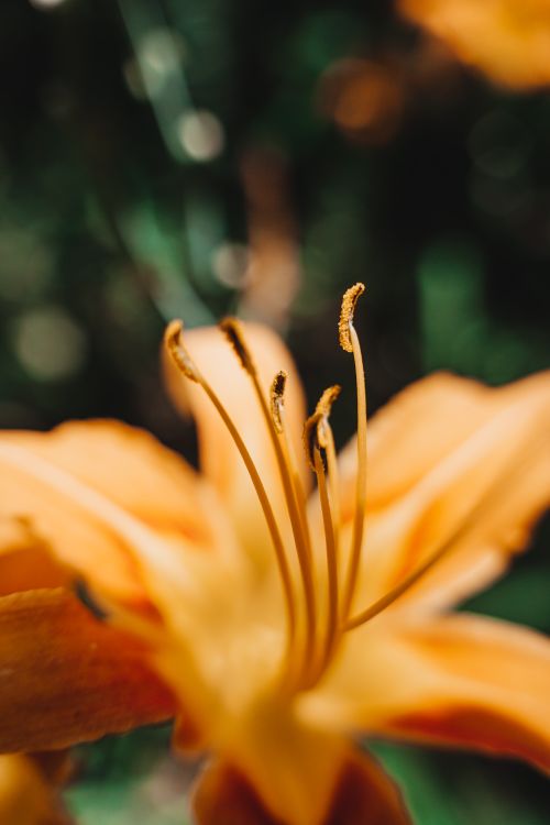 Free Experience the vivid beauty of an orange daylily in bloom with this captivating close-up shot. Stock Photo