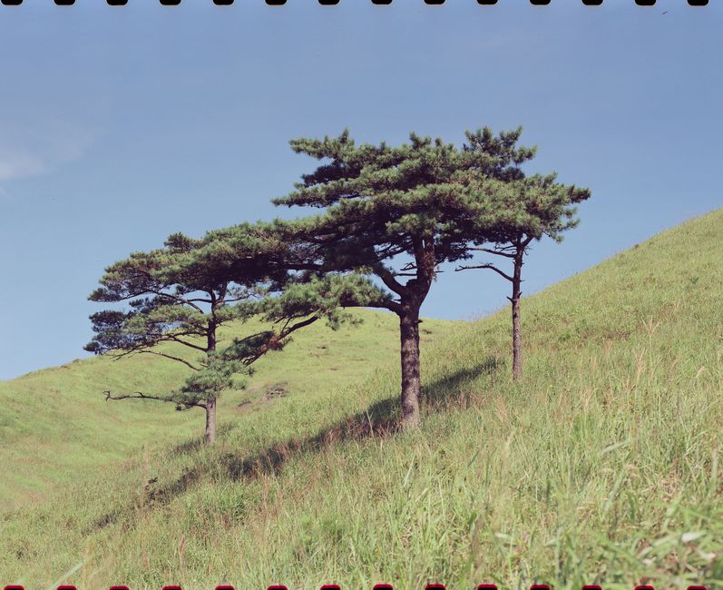 A serene landscape featuring a green hill with three distinct pine trees under a clear blue sky.