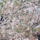 White Cherry Blossom Tree