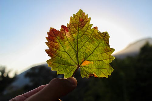 Безкоштовне стокове фото на тему «клен, лист, осінь» стокове фото