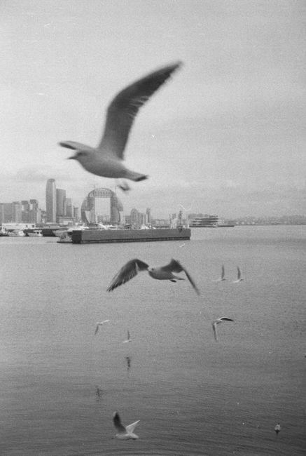 Black and white photo of seagulls flying over a body of water with city skyline in the background.